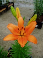 [1612 Bariton No01.JPG]